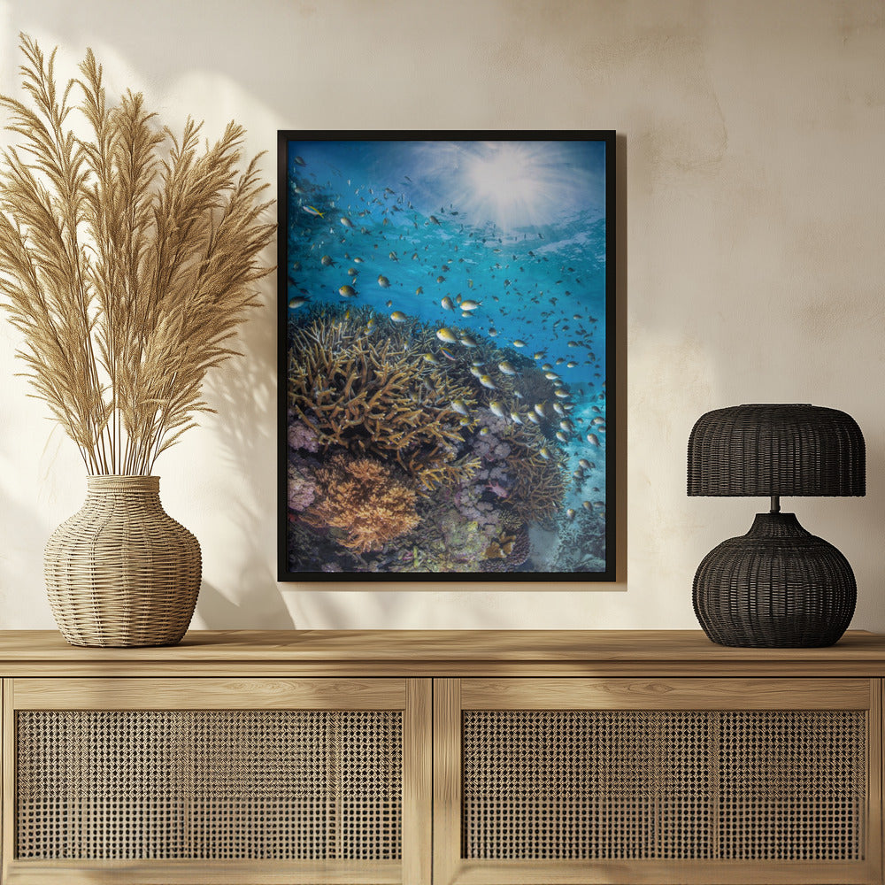 The damselfish against the light Poster