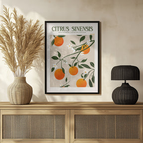 Citrus Sinensis - Orange Poster