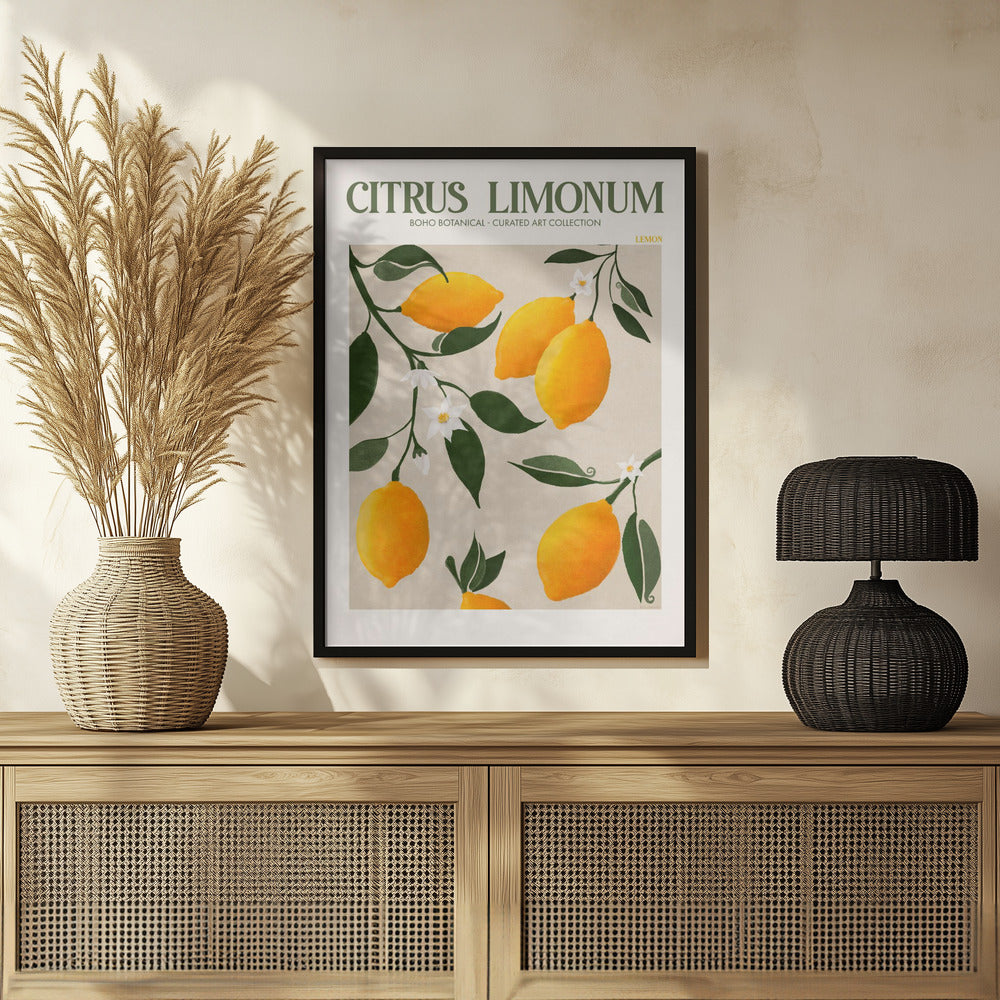 Citrus Limonum - Lemon Poster