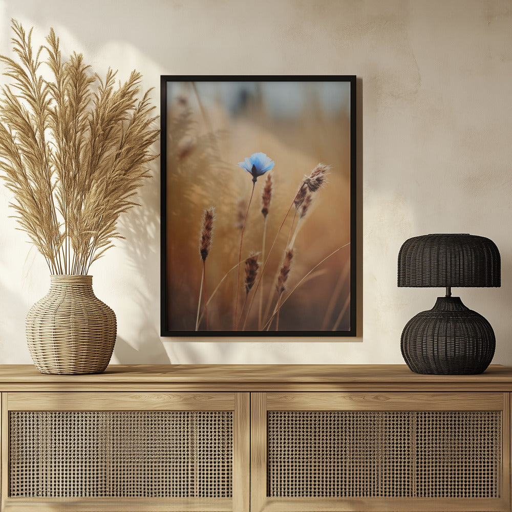 Blue Corn Flower Poster