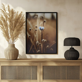 Blue Corn Flowers No 3 Poster