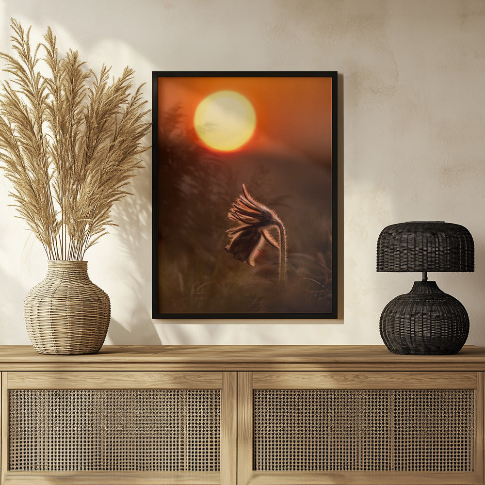 Pulsatilla nigricans Poster