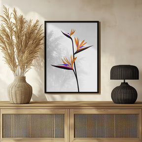 Bird of paradise in black Poster