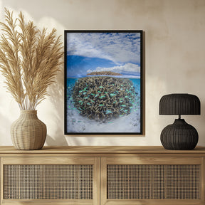 Coral Ball from Mayotte Poster