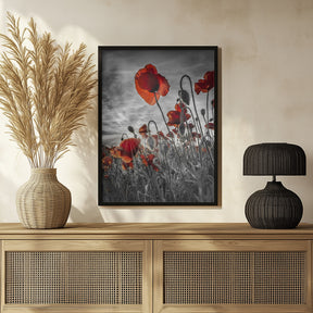 Fascinating poppies | colorkey Poster