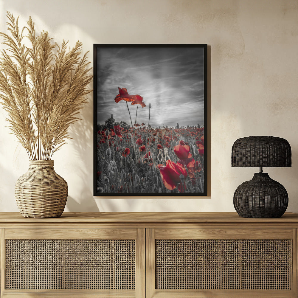 Poppies in sunset | colorkey Poster