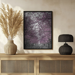 Amazing cherry blossom alley in pink Poster