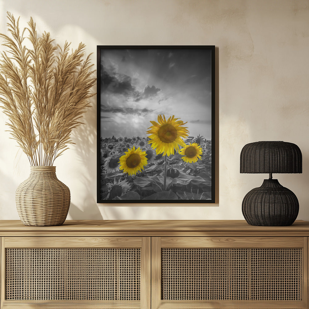 Yellow pop sunflowers Poster