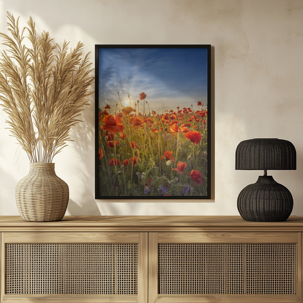 Gorgeous sunset in a poppy field Poster