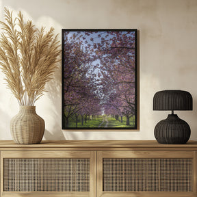 Idyllic cherry blossom trail Poster