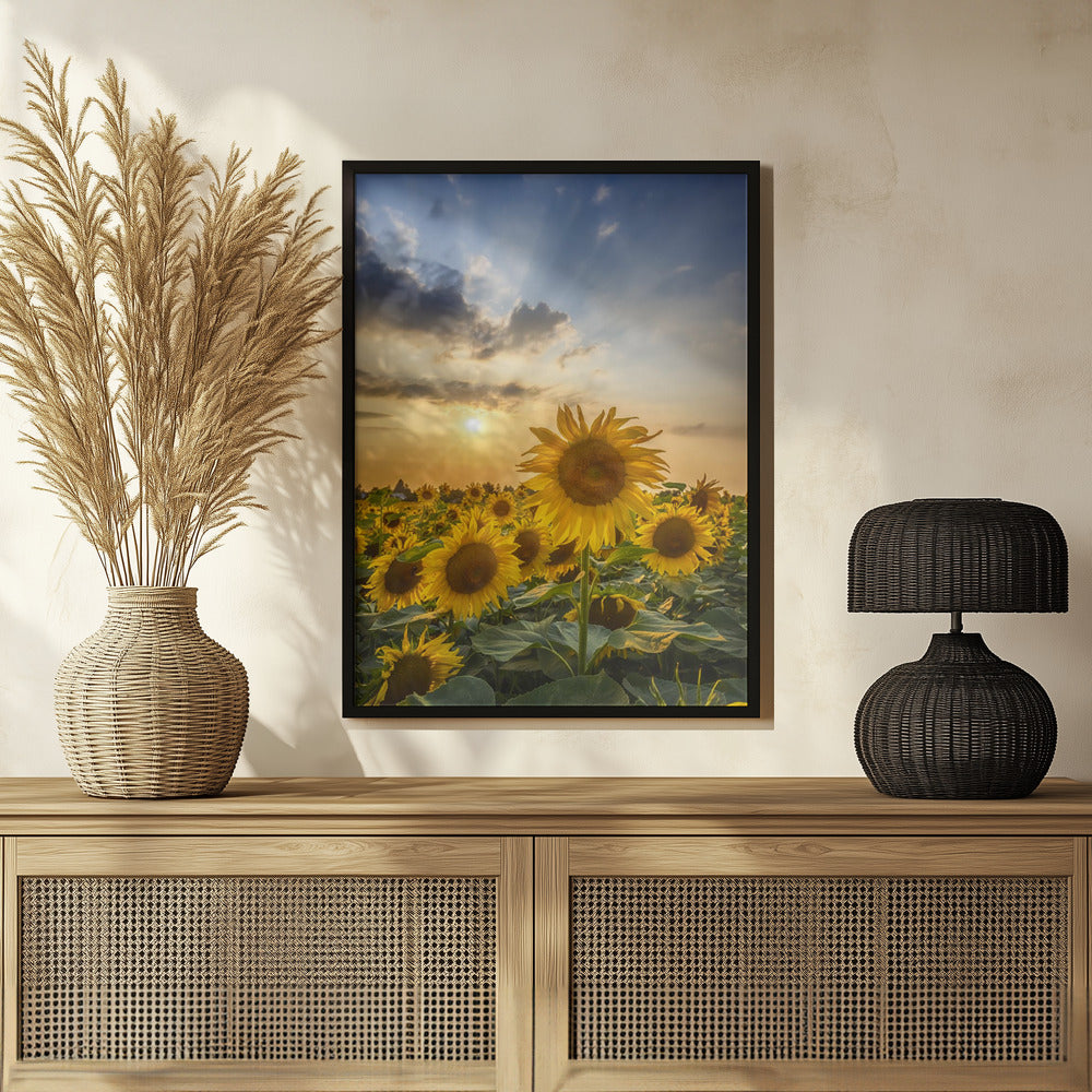 Sunset with beautiful sunflowers Poster