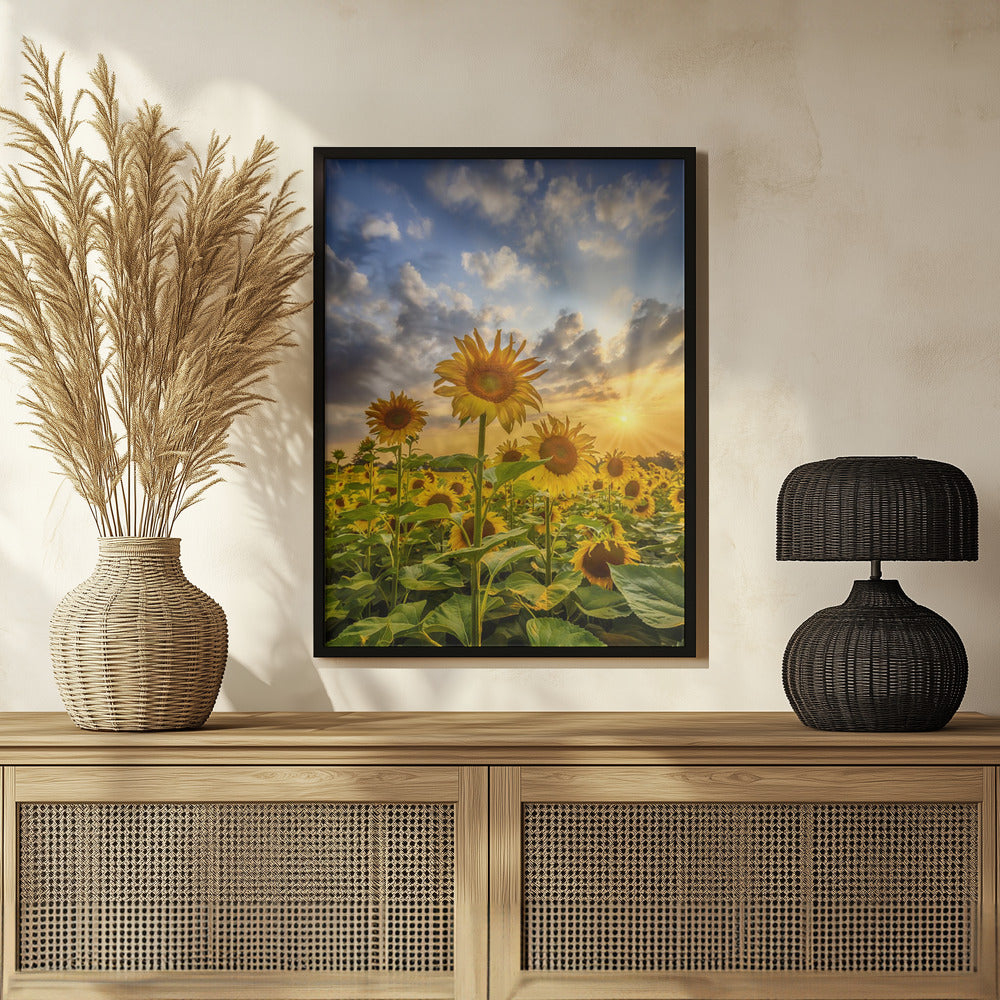 Sunflower field at sunset Poster