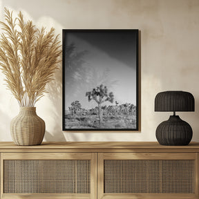 Joshua Trees - monochrome Poster