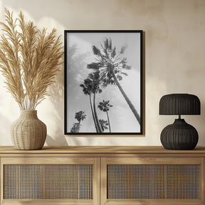 Palm trees in the sun | monochrome Poster