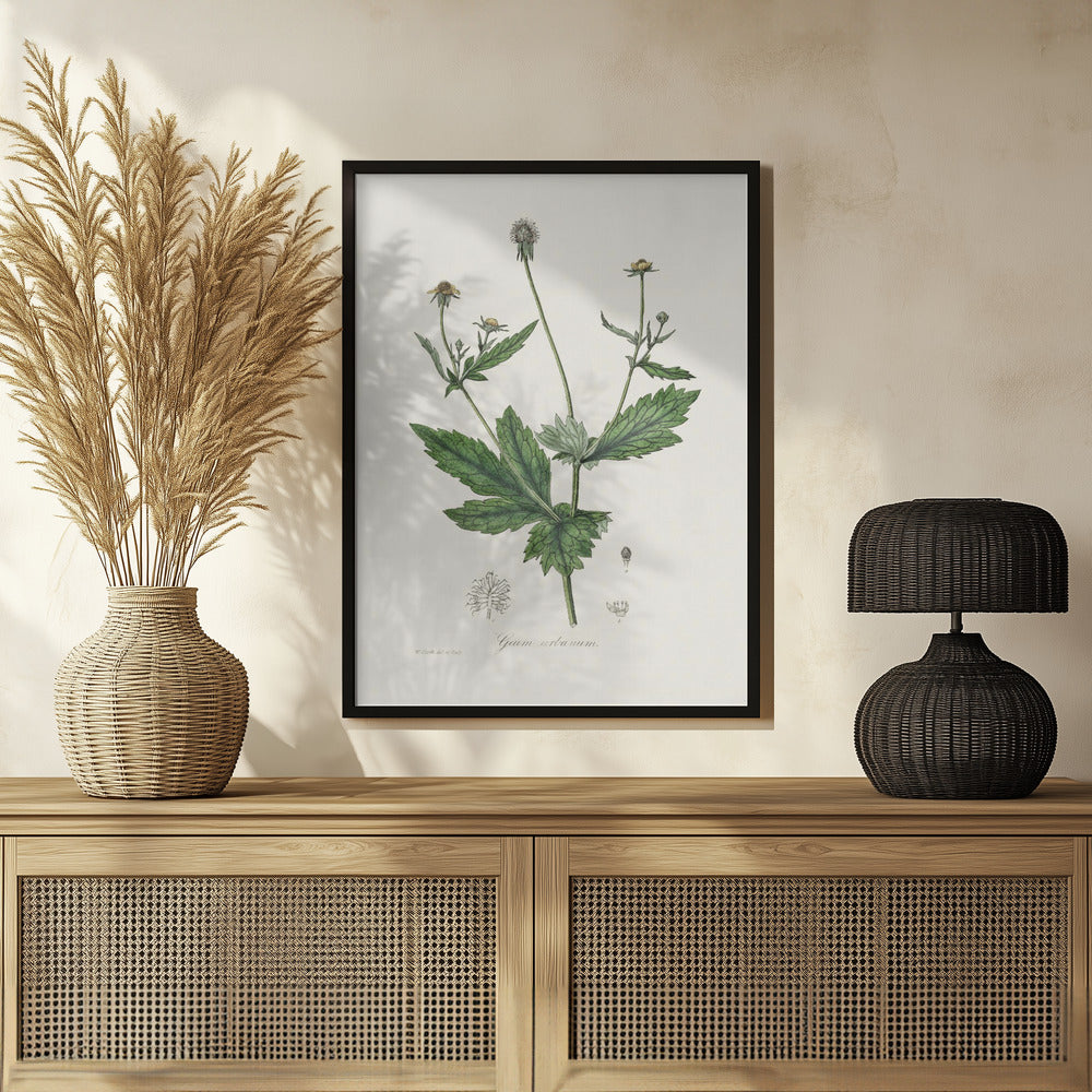 Wood Avens (geum Urbanum)  Medical Botany Poster