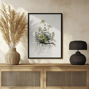 Chamomile (anthemis Nobilis) Medical Botany Poster