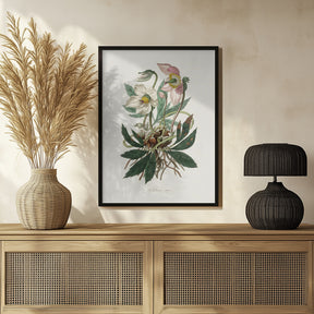 Christmas Rose (helleborus Niger)  Medical Botany Poster