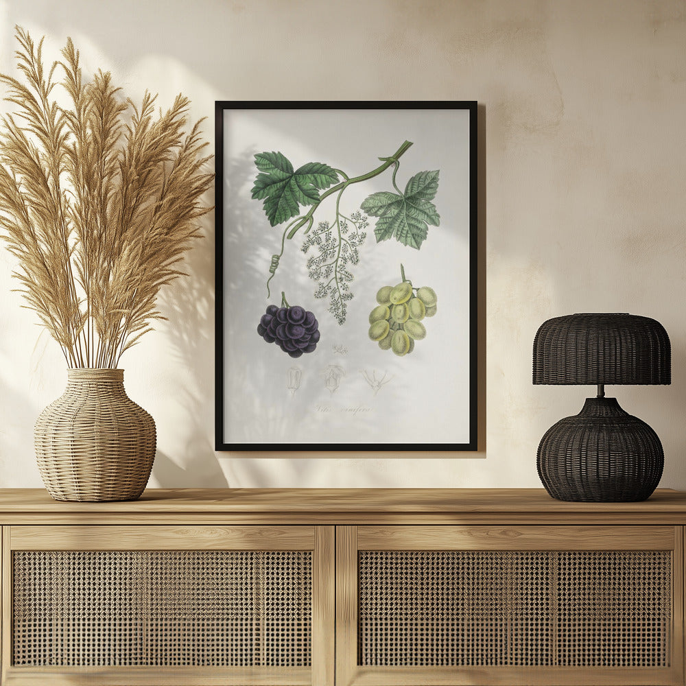 Common Grape Vine (vitis Vinifera) Medical Botany Poster