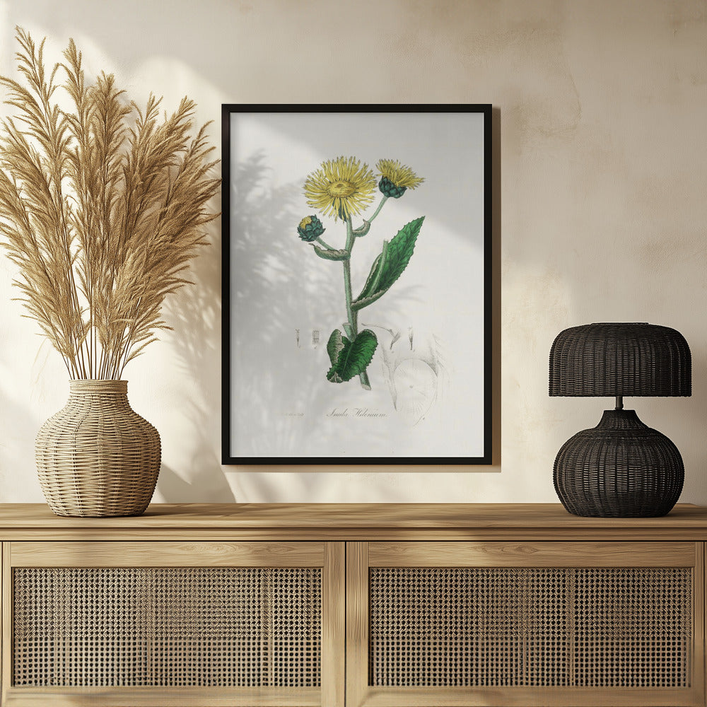 Elecampane (inula Helenium) Medical Botany Poster