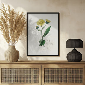 Elecampane (inula Helenium) Medical Botany Poster