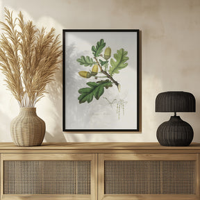 English Oak (quercus) Medical Botany Poster