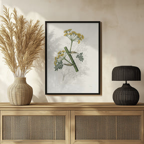 Ferula Persica Medical Botany Poster