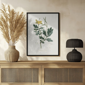 Greater Celandine (chelidonium Majus) Medical Botany Poster