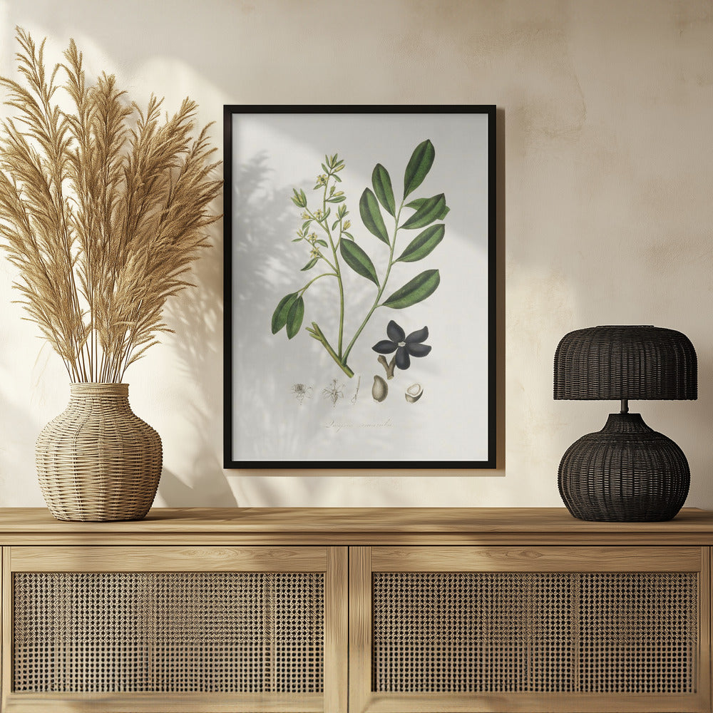 Lualsia Simarula Medical Botany Poster