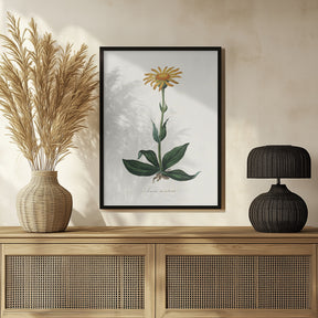 Mountain Arnica (arnica Montana) Medical Botany Poster