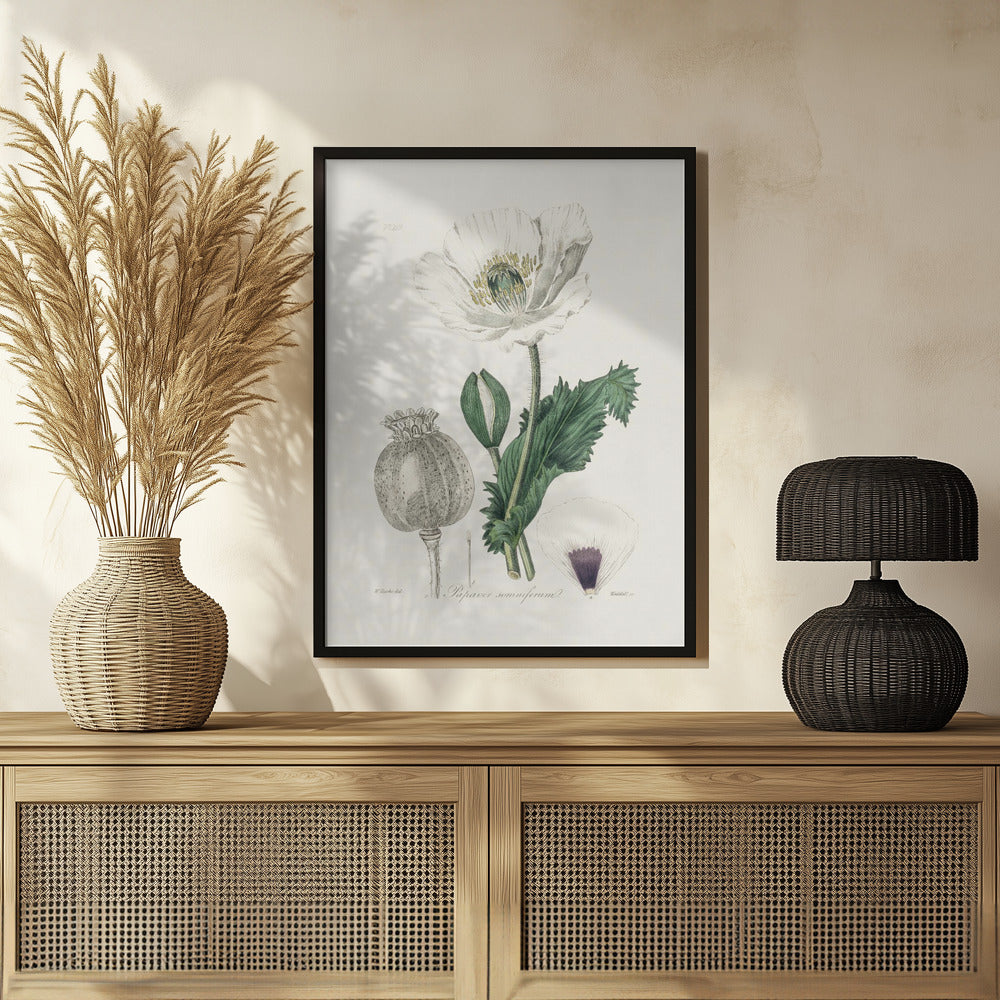 Opium Poppy (papaver Somniferum) Medical Botany Poster