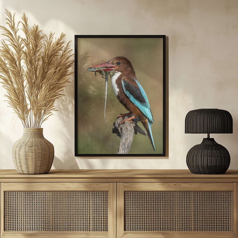 White-throated kingfisher AZ Poster