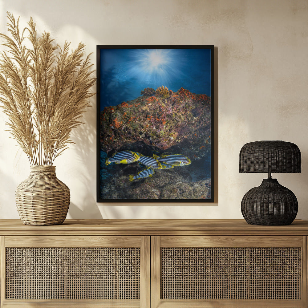 Oriental sweetlips under the sunlight Poster