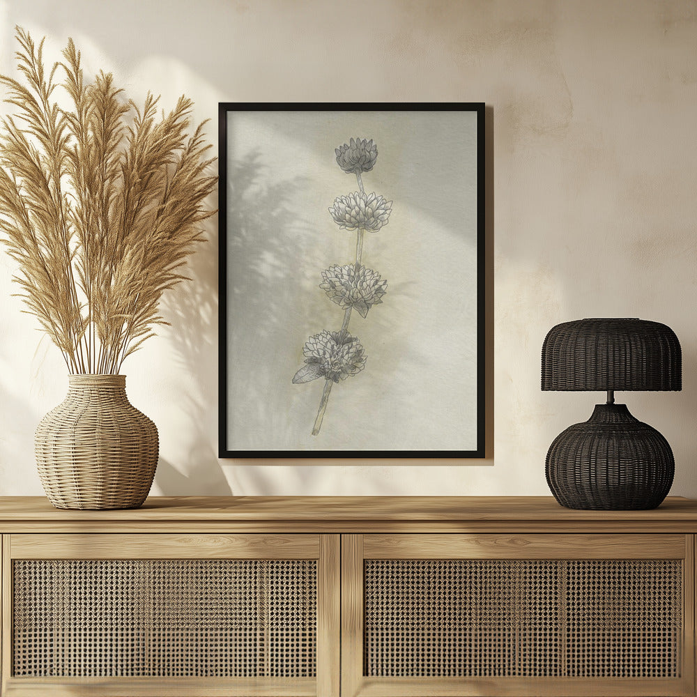 Seed Pods Poster