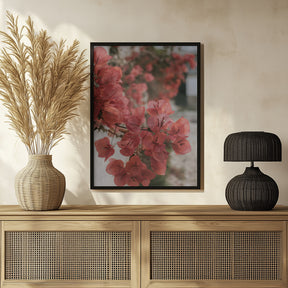 Pink Bougainvilleas Poster