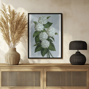 Bluma hydrangea bouquet Poster