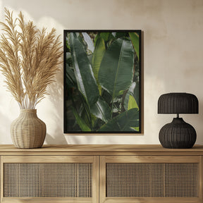 Banana Leaves Poster