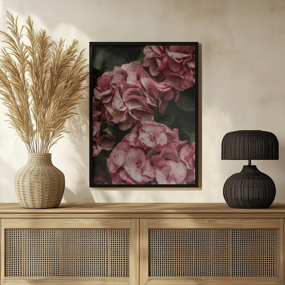 Old Pink Hydrangeas Poster