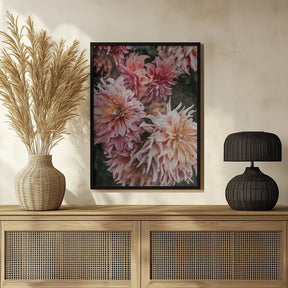 Pink Dhalias Poster