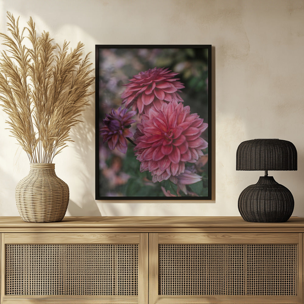 Dark Pink Dhalias Poster