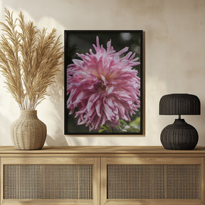 Light Pink Dhalia Poster