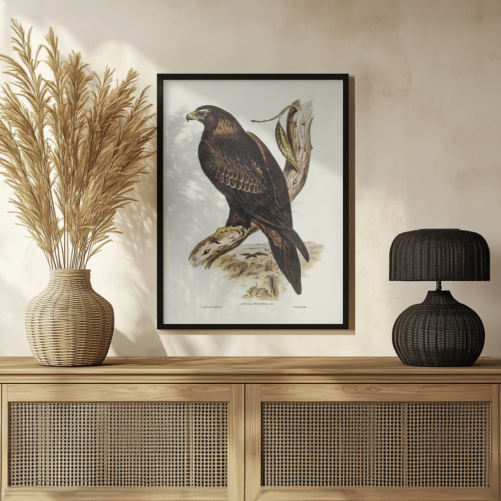 Wedge Tailed Eagle Poster