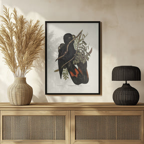 Western Black Cockatoo Poster