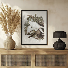 White Goshawk Poster