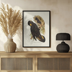 Yellow Eared Black Cockatoo Poster