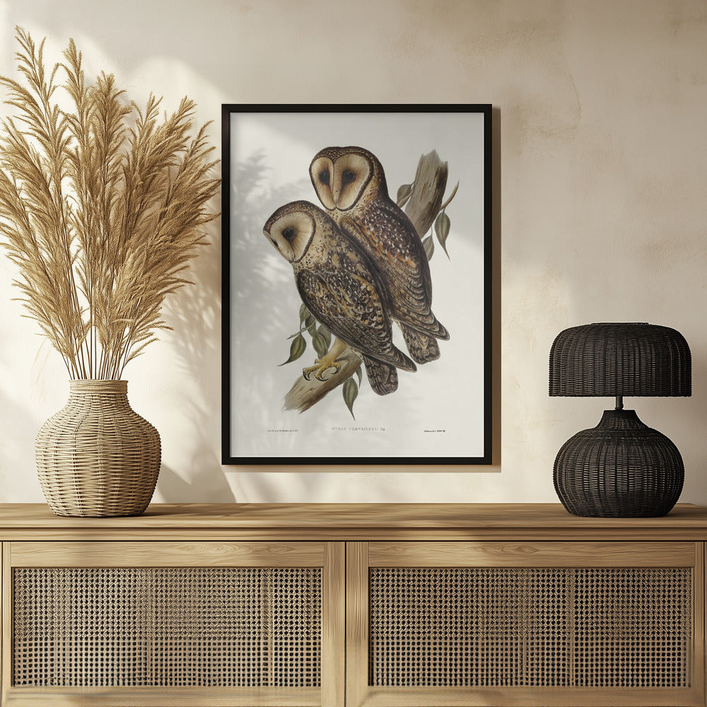 Masked Barn Owl Poster