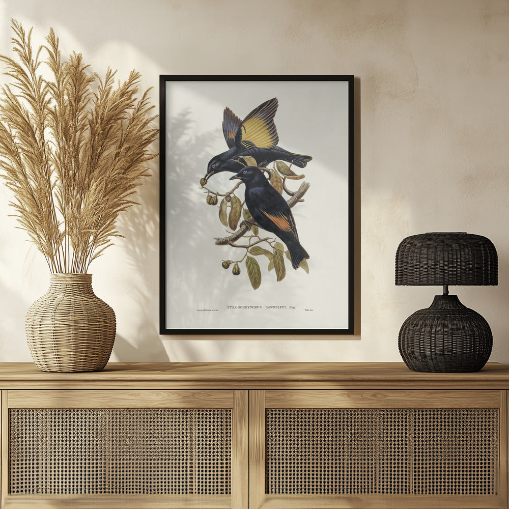 Rawnsley&#039;s Bower Bird Poster