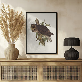 Sooty Owl Poster