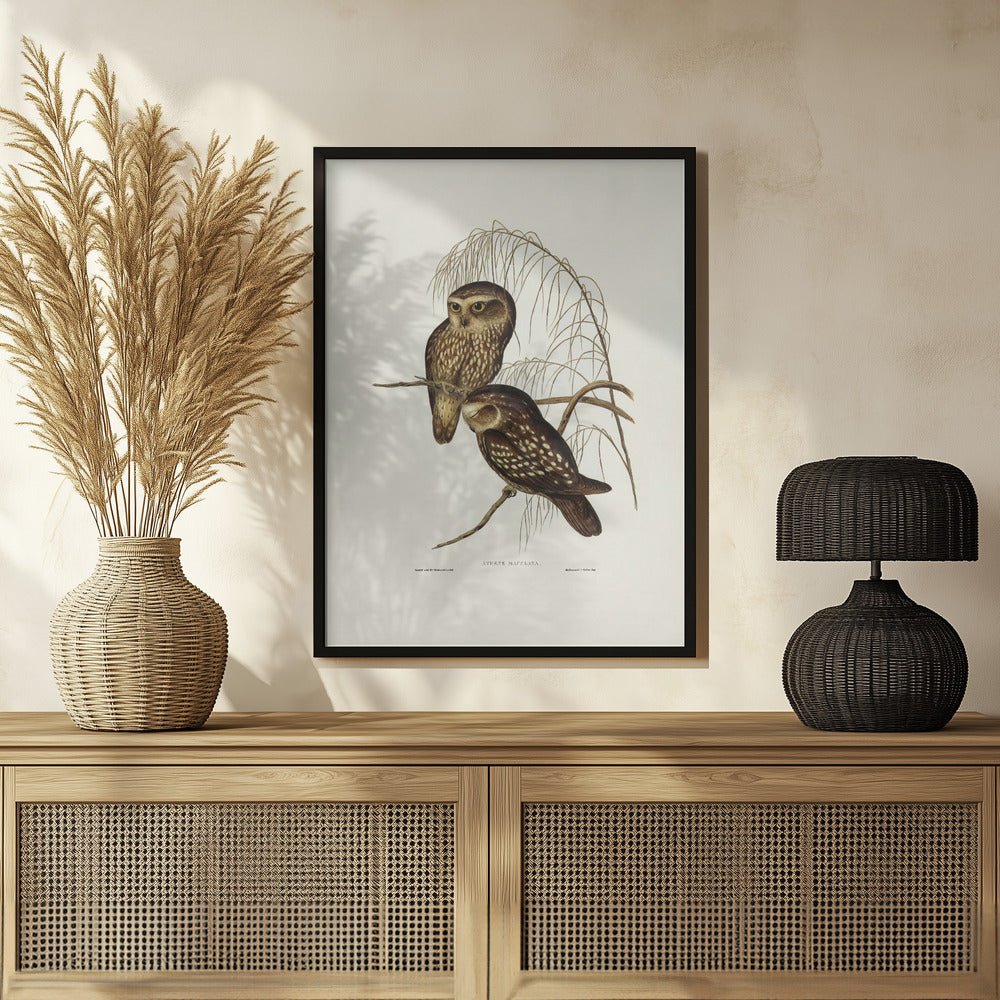 Spotted Owl Poster