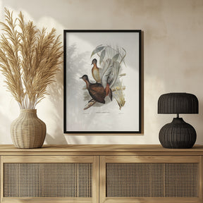 Albert Lyre Bird Poster