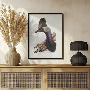 Australian Cassowary Poster